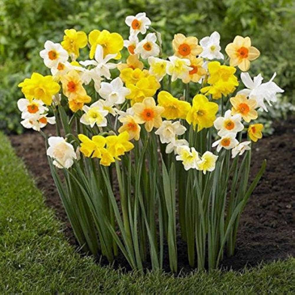 Cream Narcissus Flower Seeds - 100 pcs