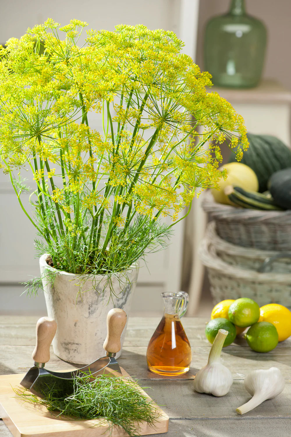 Dill Seeds (Organic) - Bouquet