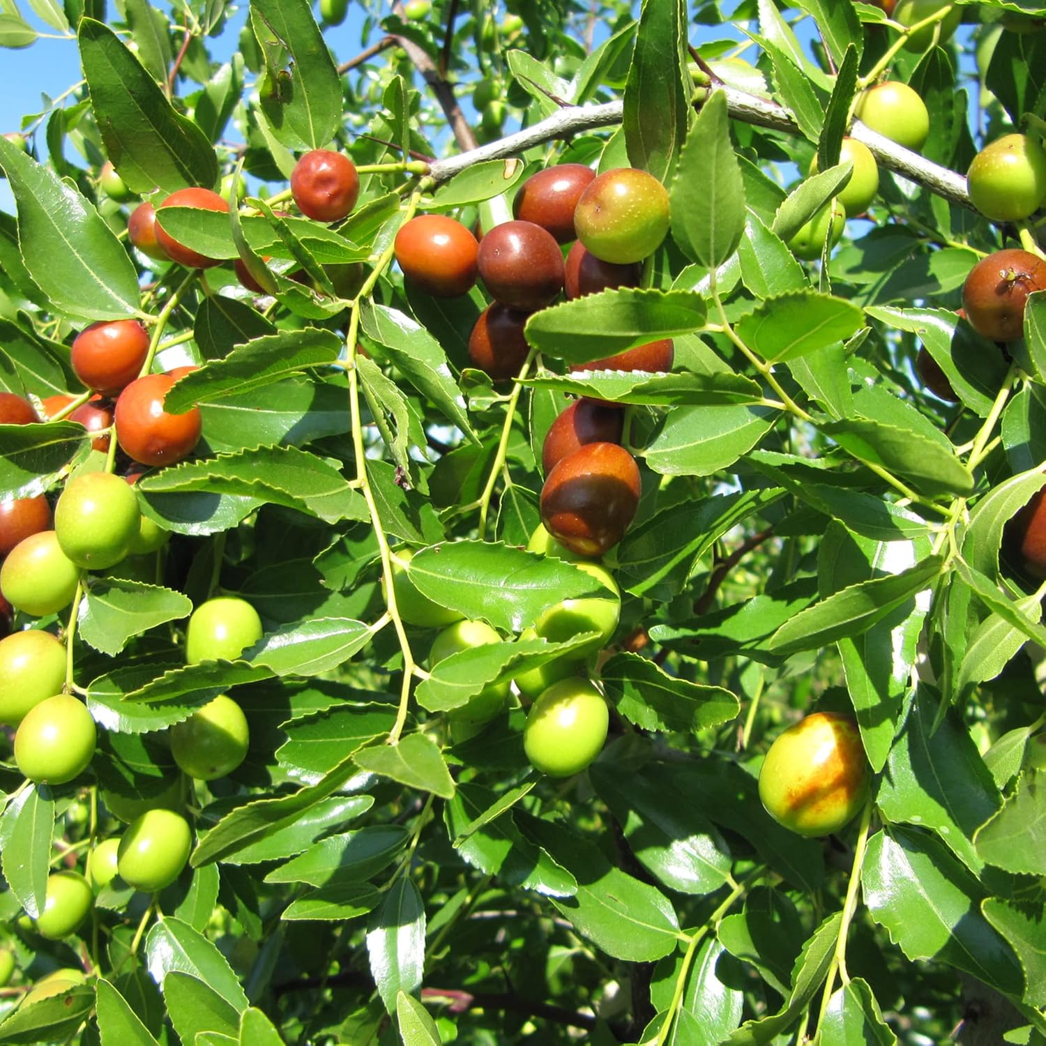 Ziziphus Plant Seeds – Hardy & Resilient-Heirloom & Non-GMO Seeds for planting – Fresh Herb for Your Garden
