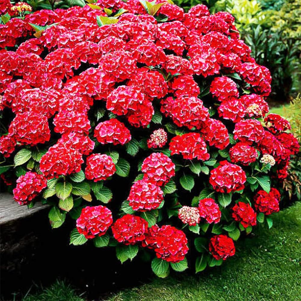 SEEDS for Cherry Red HYDRANGEA RARE flower exotic bush home plant Seller Seeds – Heirloom, Non-GMO, High Germination Organic Garden Seeds