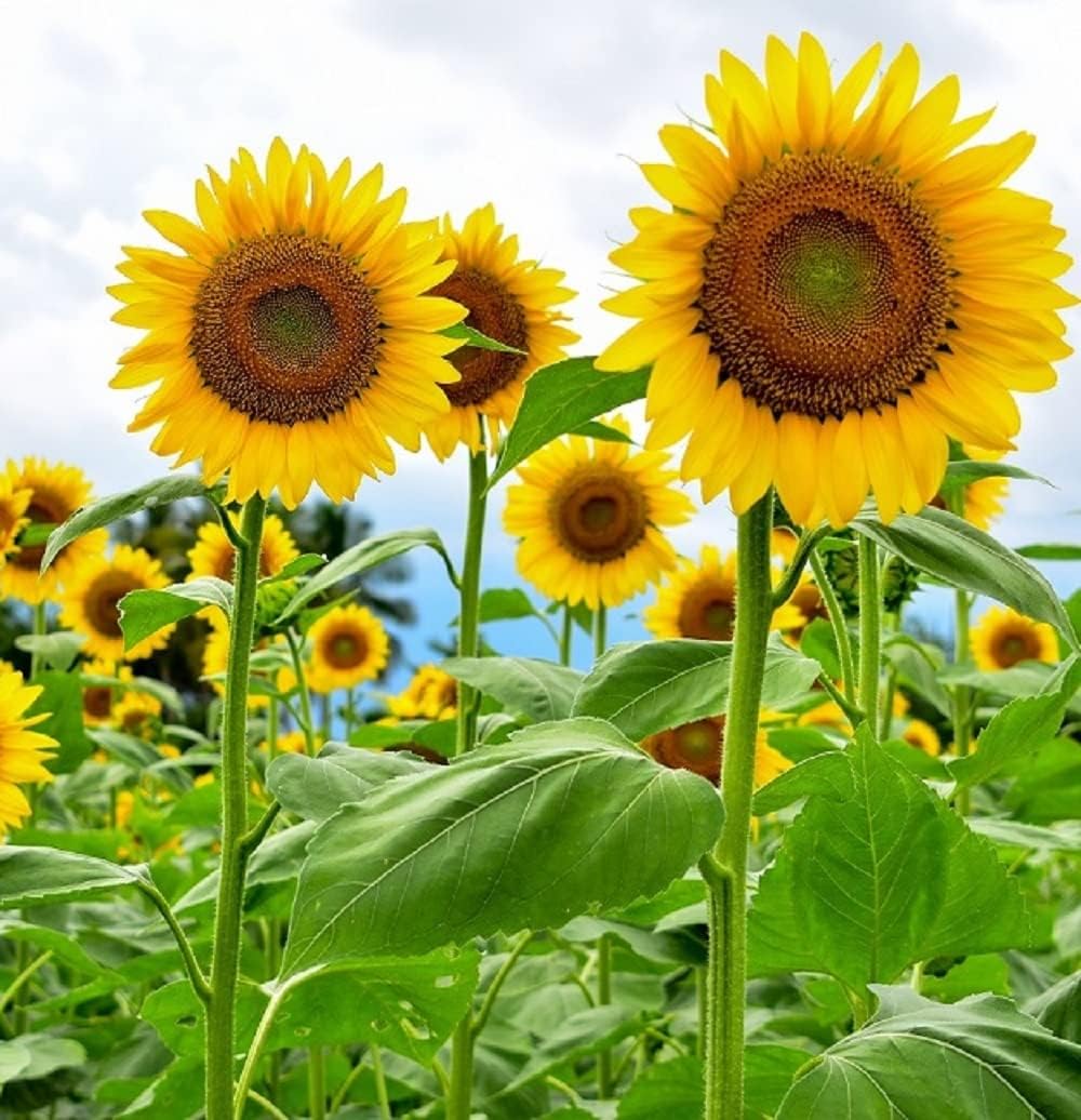 SUNFLOWER SEEDS -- STRIPED --- SUPER TALL --- GIANT – Heirloom, Non-GMO, High Germination Organic Garden Seeds