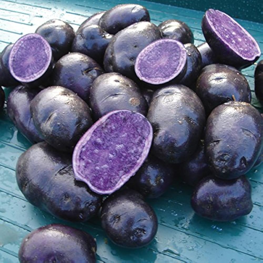 Purple Potato Vegetable Seeds for Planting - Unique Variety - heirloom & Non GMO Seeds