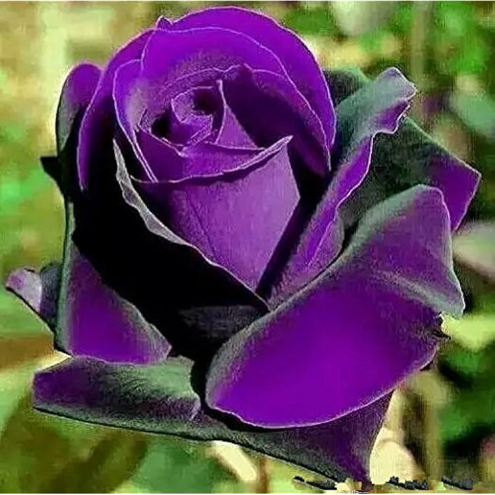 Purple Dragon Rose Plant Seeds for Planting Non-GMO Heirloom Garden Seeds for Growing