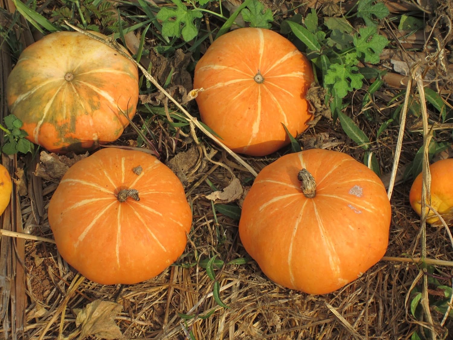 Pumpkin Fruit Seeds for Growing Hearty and Nutrient-Dense Pumpkins