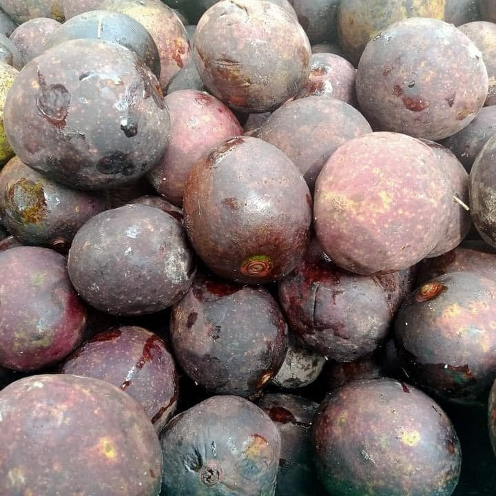 Asam Kumbang Seeds (Garcinia xanthochymus)