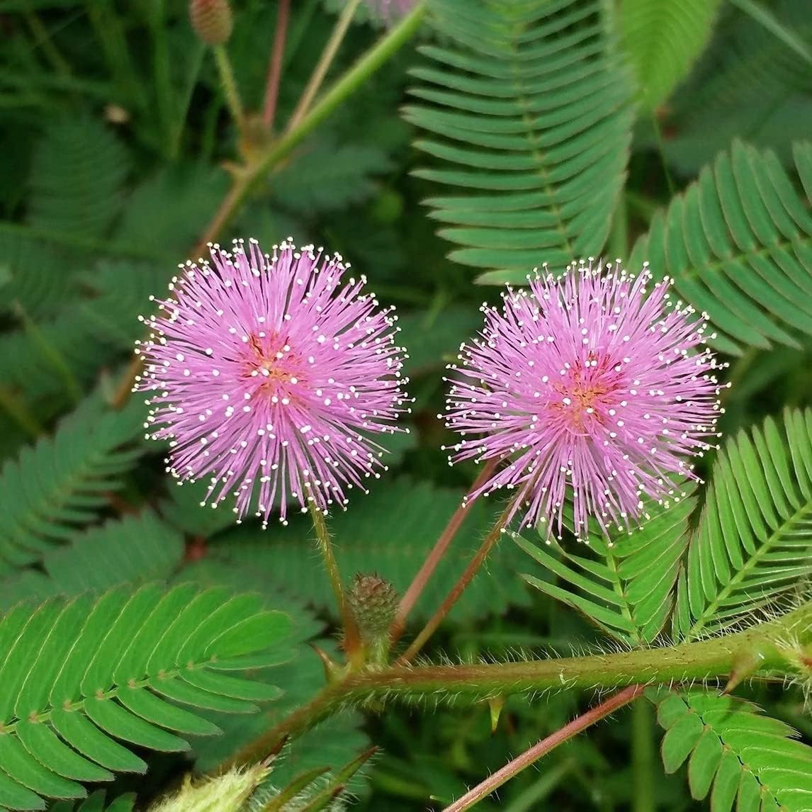 Mimosa Seeds - Sensitive Plant Seeds