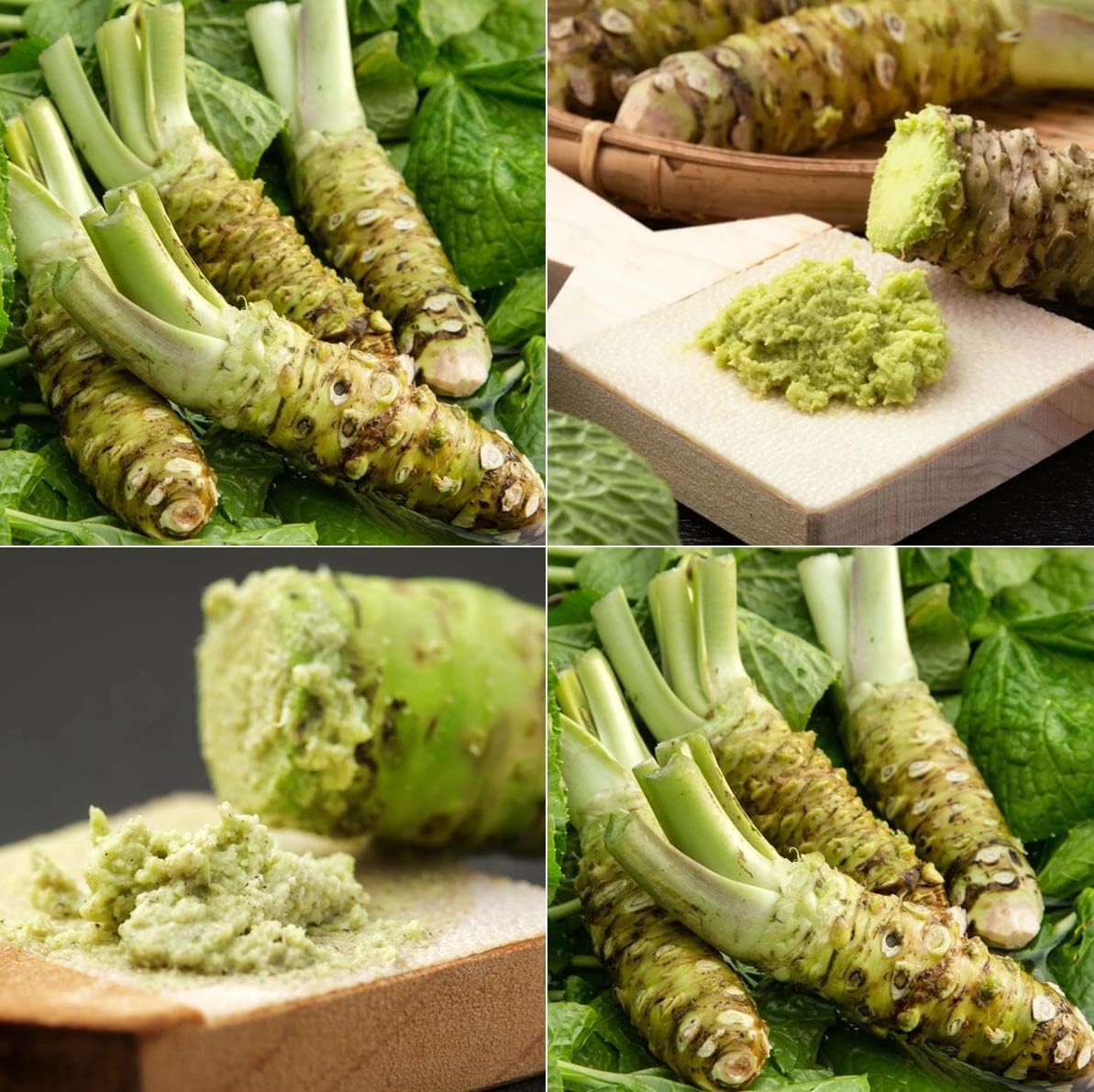 Daruma Wasabi Seeds for Planting - Heirloom and Non-GMO Garden Seeds