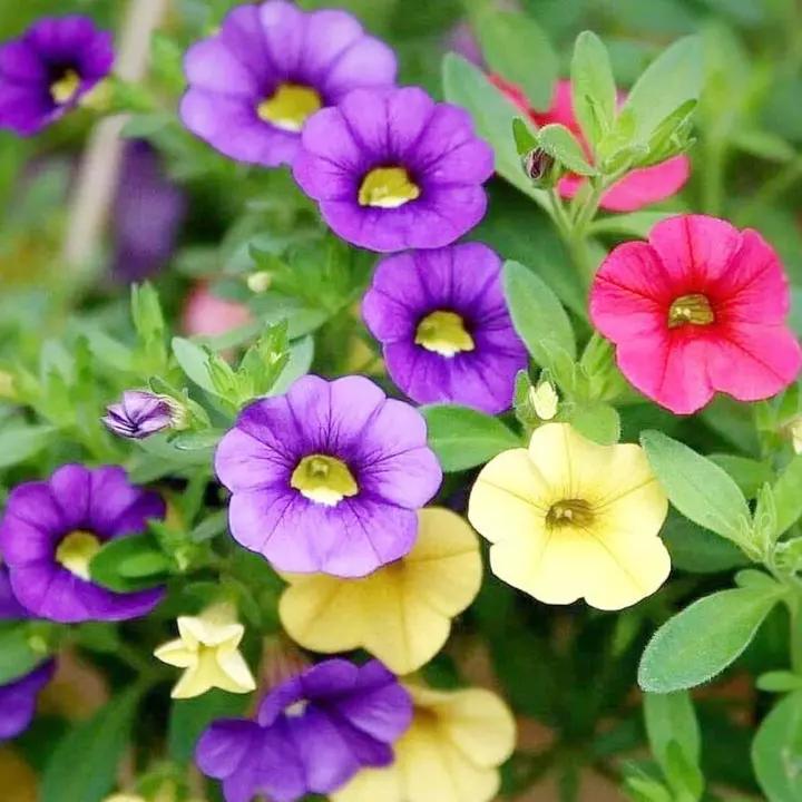 Heirloom Purple Calibrachoa Flower Seeds for Planting – Non-GMO, Vibrant Blooming Flower Seeds Dhara Seeds