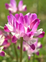 Violet Milkvetch Sinicus Seeds – Heirloom, Non-GMO Flower Seeds for Planting Colorful Blooms seeds for planting in home garden