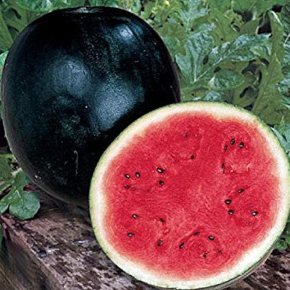 Vigorous Growth, Stable Fruit Setting, Moderately Disease Resistant Watermelon – Heirloom, Non-GMO, High Germination Organic Garden Seeds