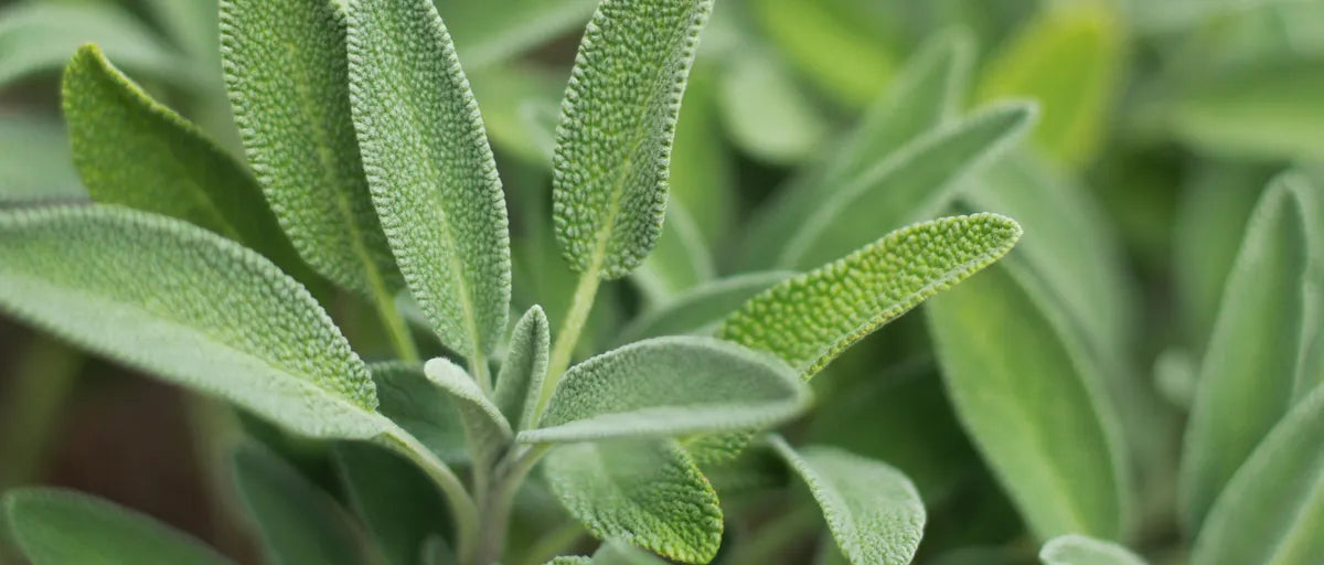 Sage Seeds