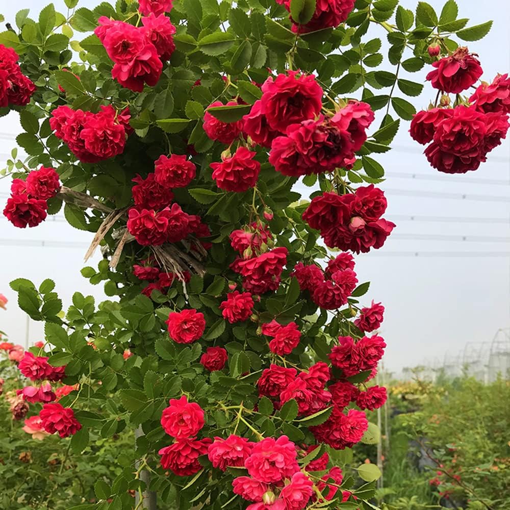 Climbing Rose Multiflora Flower Seeds for Planting in Vertical Garden and Backyard Trellises