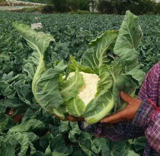 Days Mid Maturity Good Disease Resistance heirloom non-gmo organic garden seeds