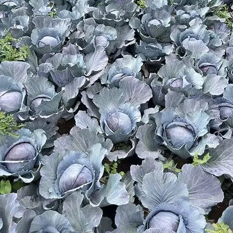 Days Good Storage And Transportation Cabbage For Sowing heirloom non-gmo organic garden seeds