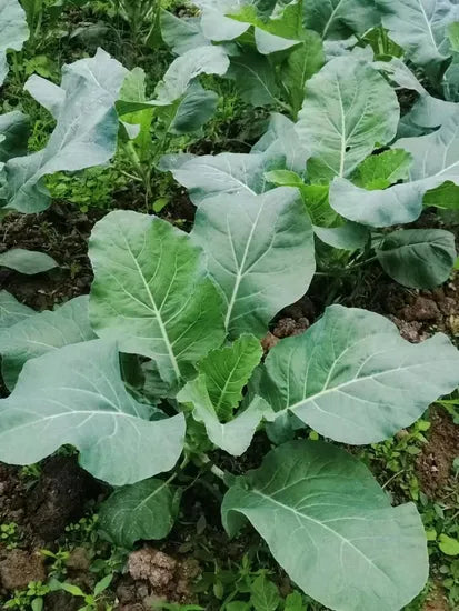 Days High Yield Gray Green Hybrid Broccoli For Sowing heirloom non-gmo organic garden seeds