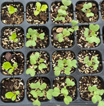 Days Hybrid Cabbage For Sowing heirloom non-gmo organic garden seeds