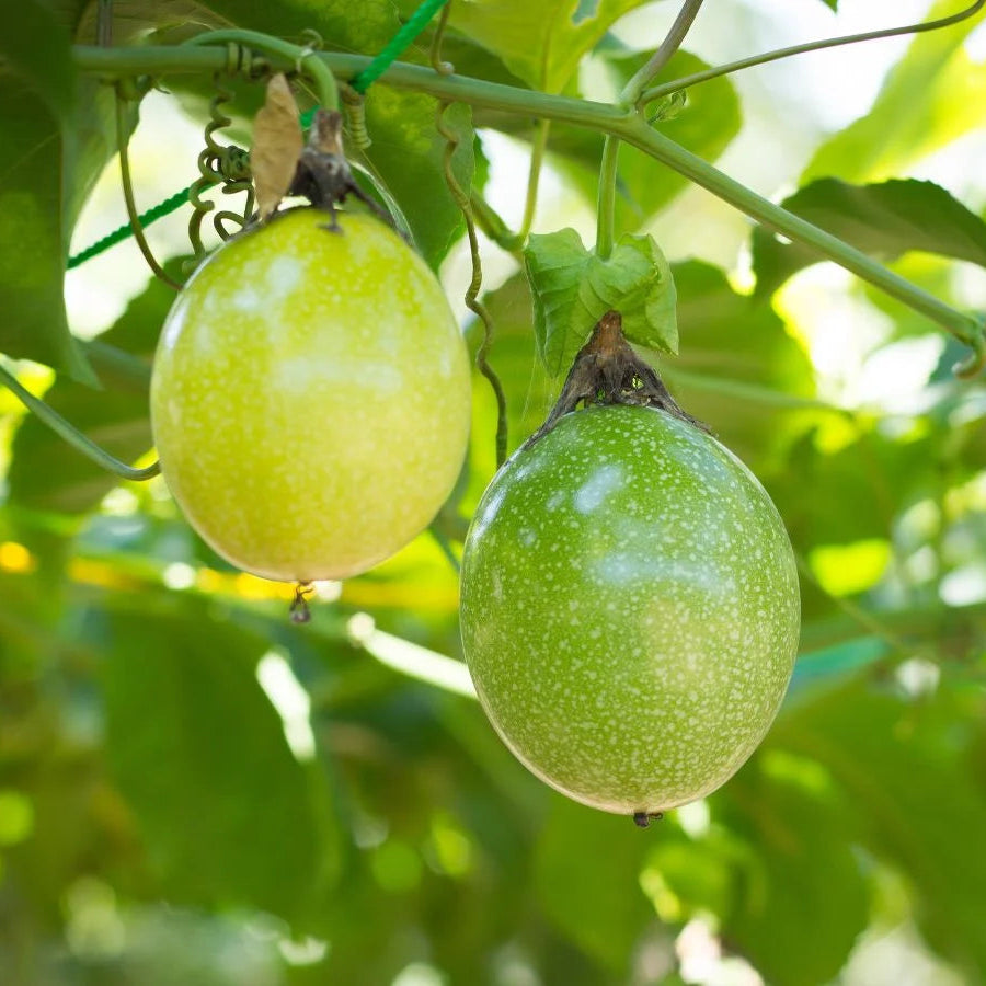 Passion Fruit Seed Collection for Tangy Garden Harvest