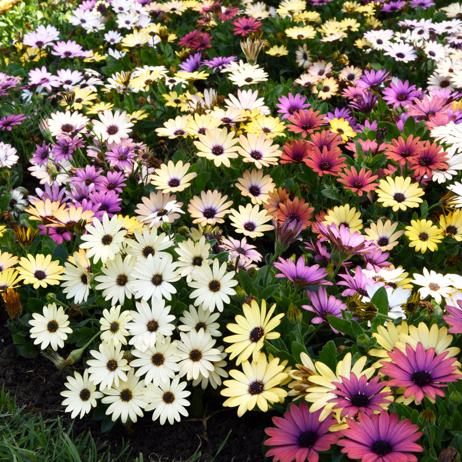 Osteospermum Akila Grand Canyon Mix Seeds