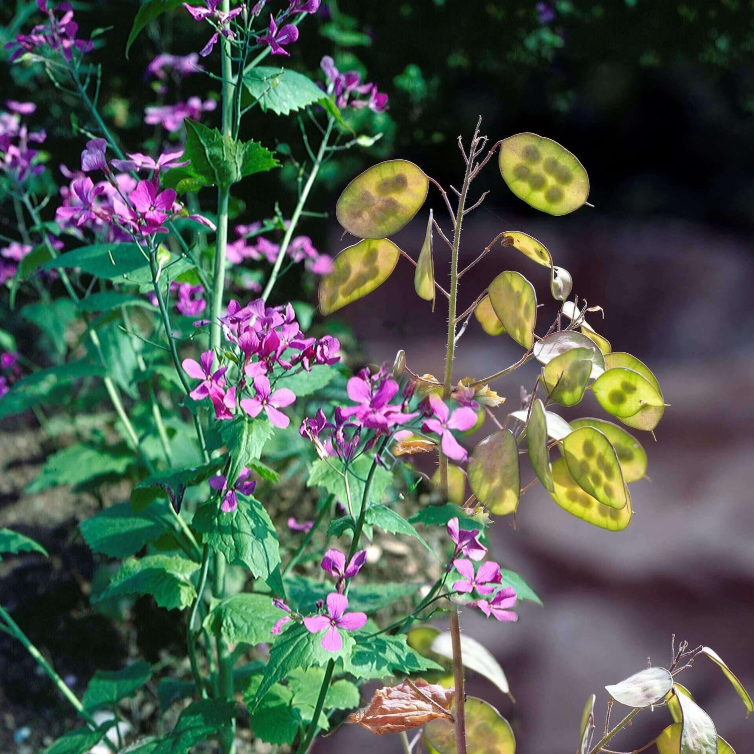 Money Plant Seeds - Lunaria Annua Violet