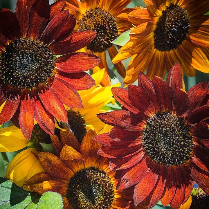 Heirloom Mixed Sunflower Seeds for Planting – Non-GMO, Colorful Flower Seeds for Vibrant Gardens Dhara Seeds