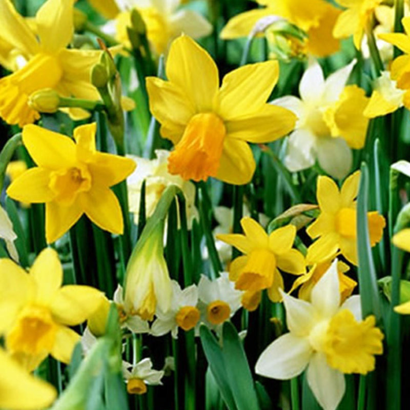 Daffodil Bulbs - Farmhouse Mix