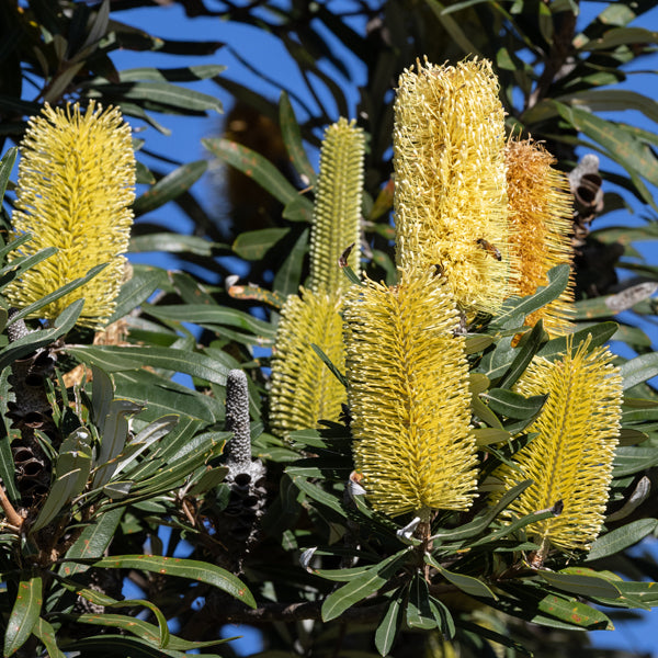 Yellow Banksia Plant Seeds, Heirloom, Non-GMO Seeds for Planting seeds for planting in home garden