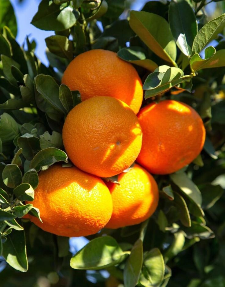 Clementine Orange Seeds