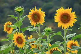 Sunflower Helianthus annuus Dwarf Flower Seeds for Balcony Pots