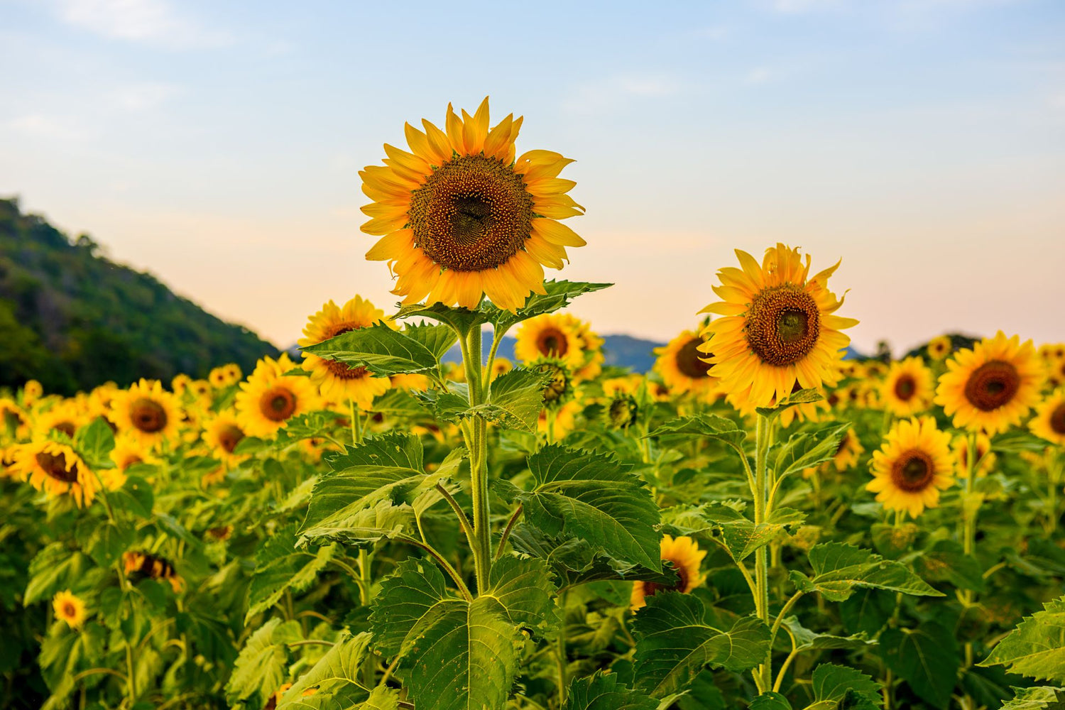 Sunflower Helianthus annuus Dwarf Flower Seeds for Balcony Pots