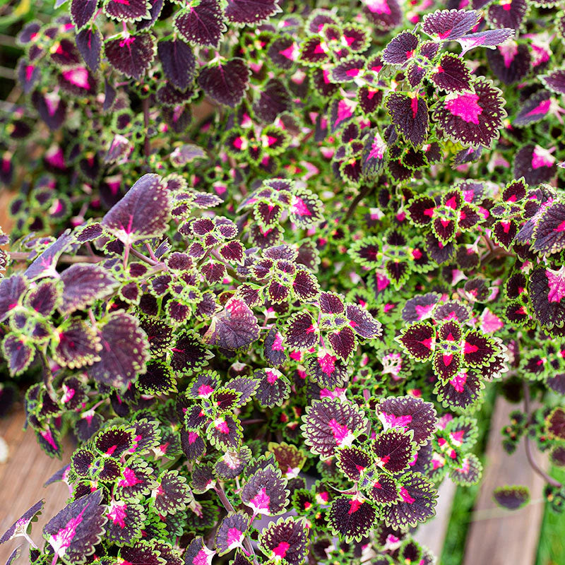 Coleus Lava Rose Seeds