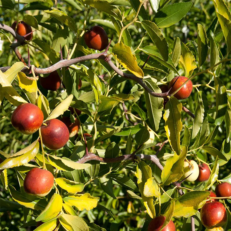 Jujube Tree Seeds