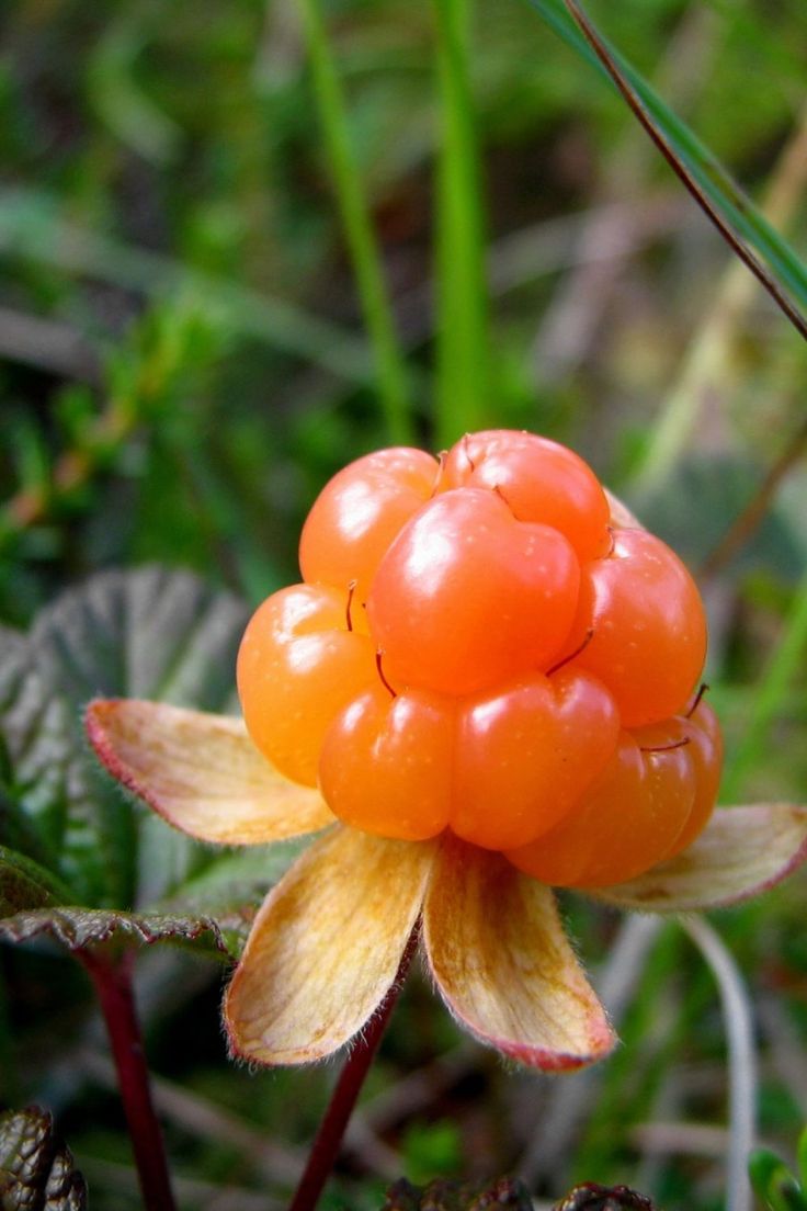 Cloudberry Seeds