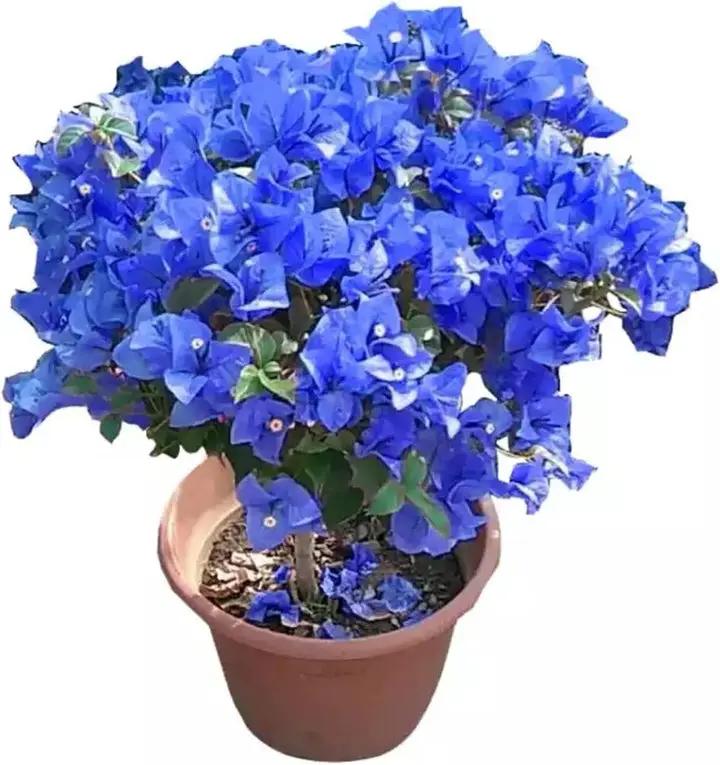 Organic Heirloom Non-GMO Blue Bougainvillea Seeds for Planting – Climbing Vine Flowers Dhara Seeds