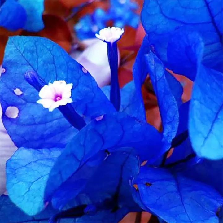Organic Heirloom Non-GMO Blue Bougainvillea Seeds for Planting – Climbing Vine Flowers Dhara Seeds