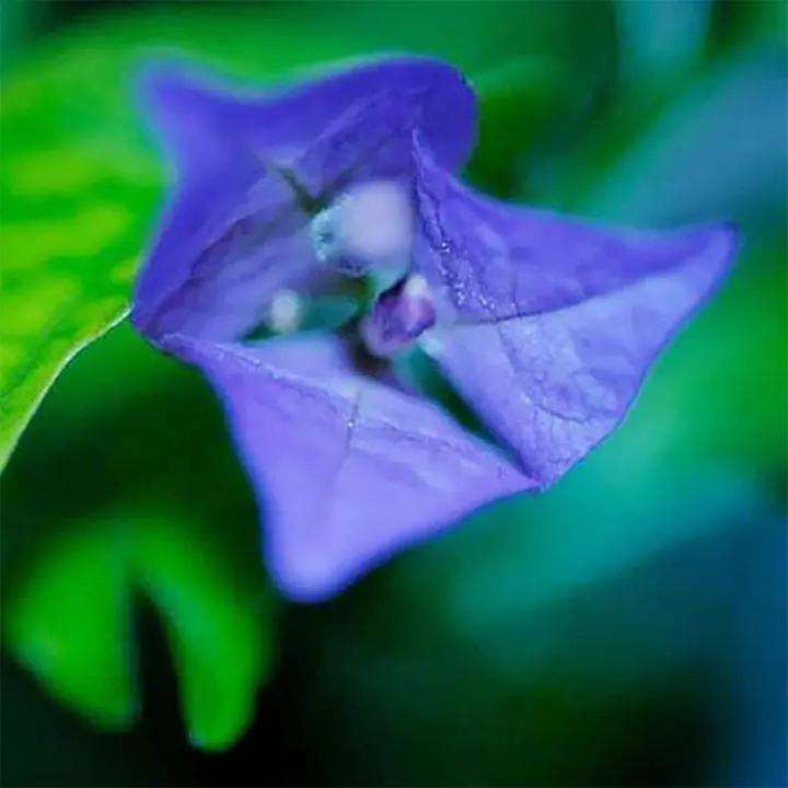 Organic Heirloom Non-GMO Blue Bougainvillea Seeds for Planting – Climbing Vine Flowers Dhara Seeds