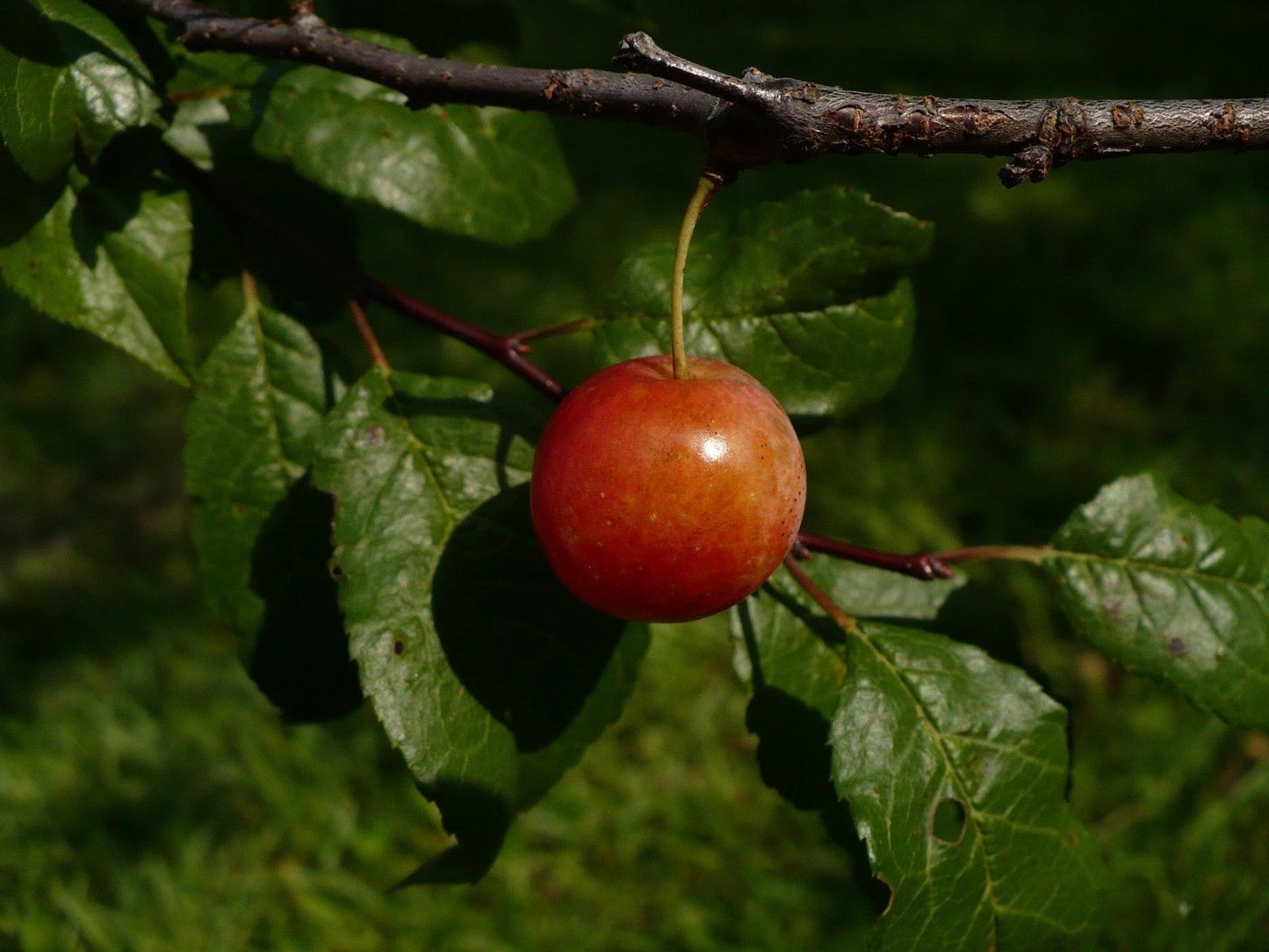 Flatwoods Plum (Prunus umbellata)