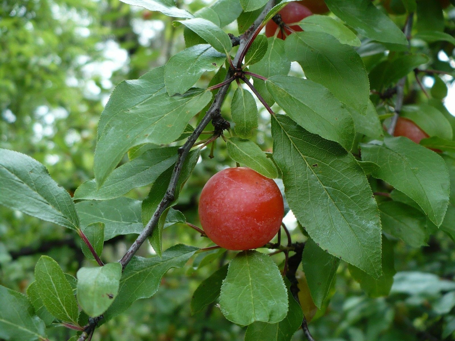 Flatwoods Plum (Prunus umbellata)