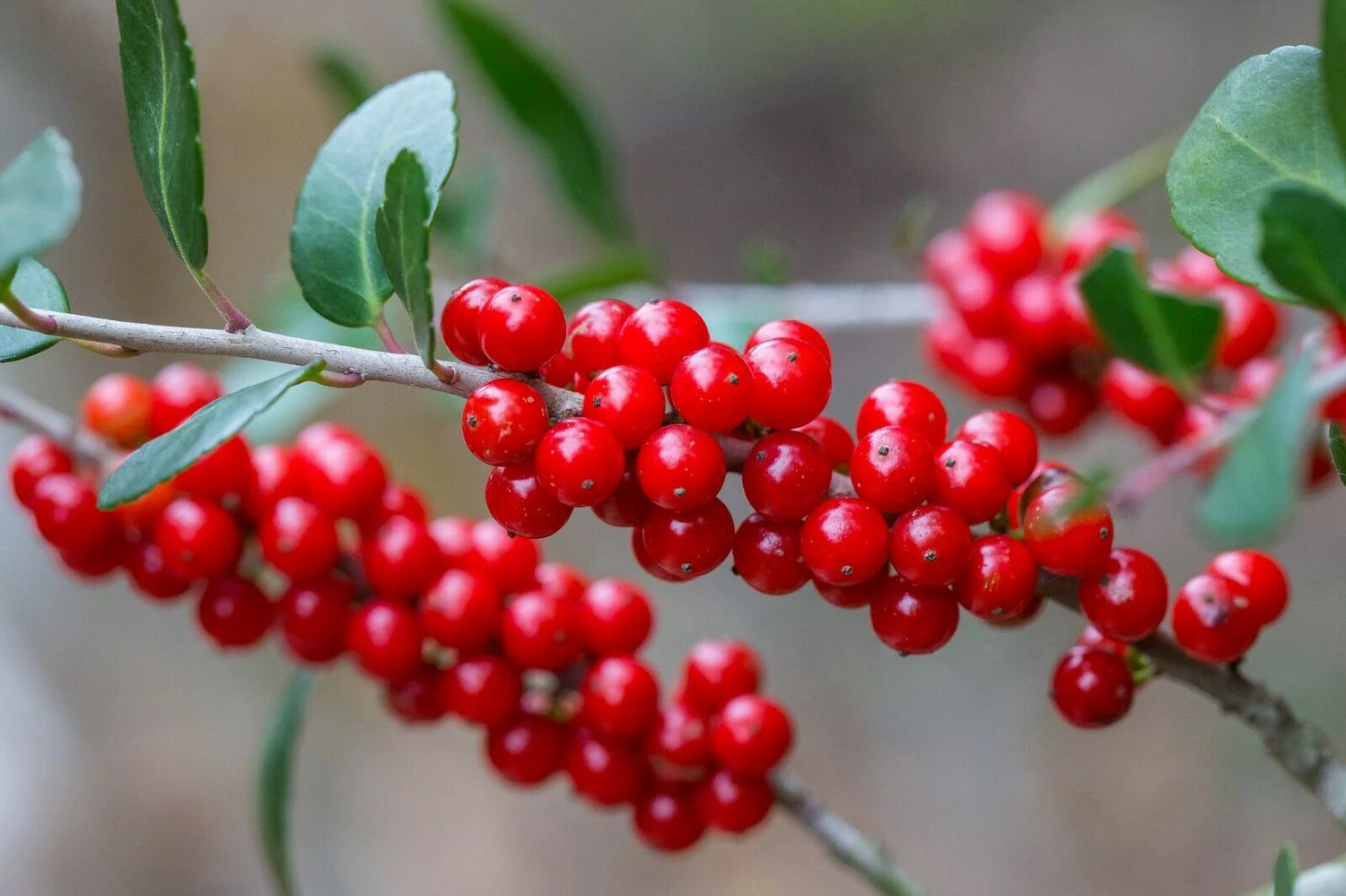 Shrub Yaupon Cassina Tree Seeds