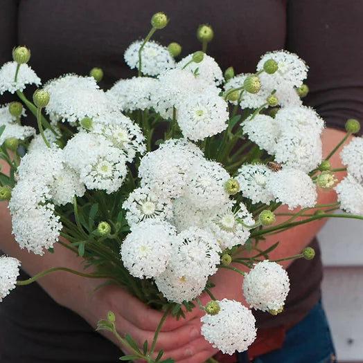 Didiscus Lacy WhiteSeeds