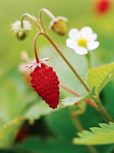 high-germination-non-gmo-alpine-strawberry-seeds

