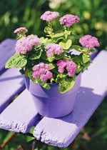 compact mounded ageratum plants with green foliage

