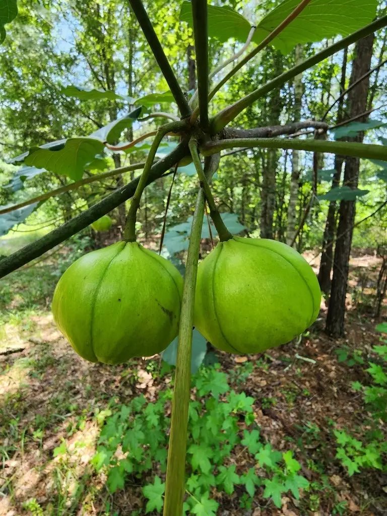 Tungoil Tree