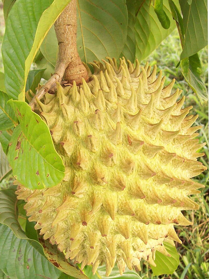 Annona Purpurea Fruit Seed Pack for Exotic Fruit Growth 100 pcs