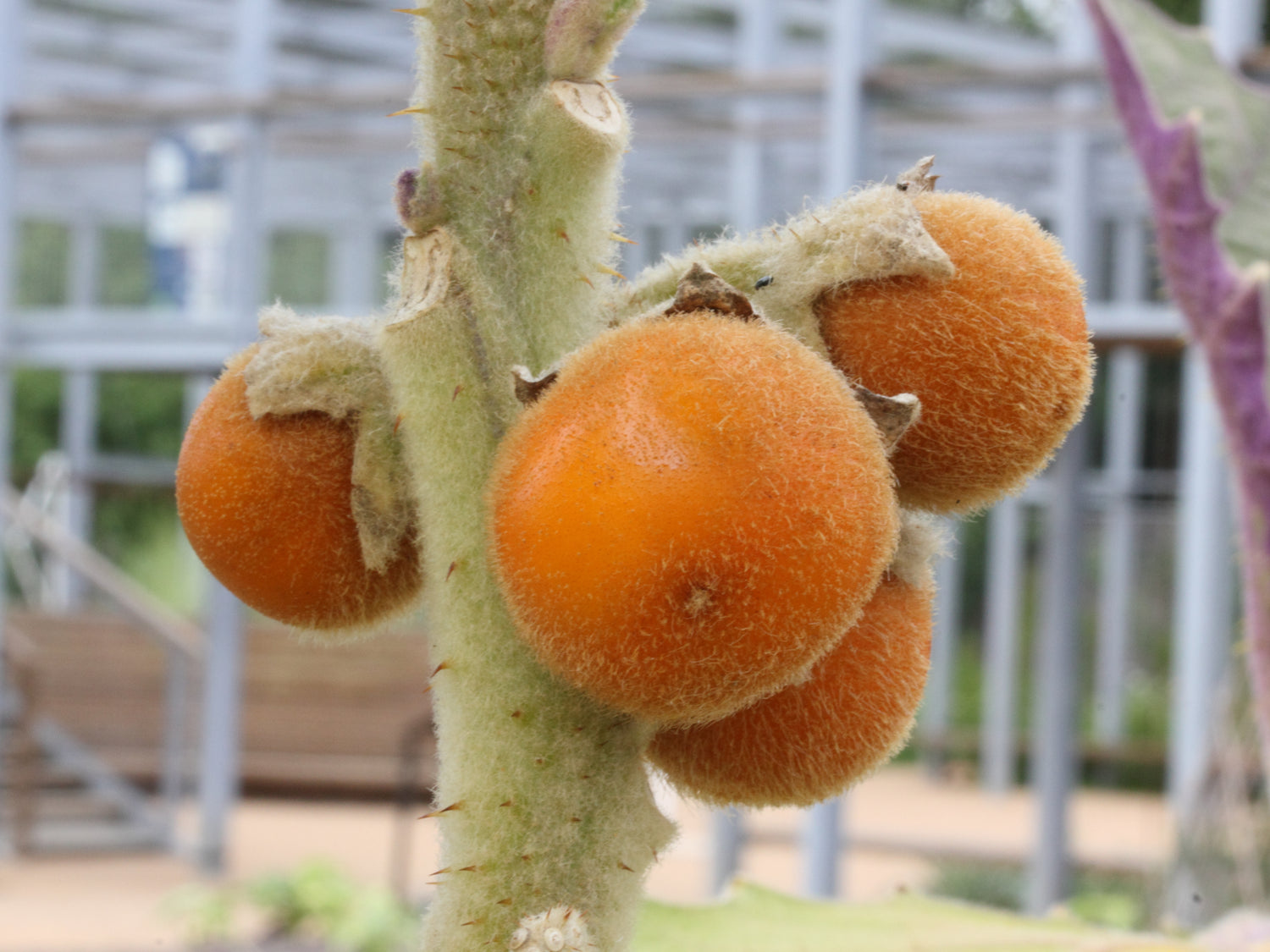 Solanum Quitoense Fruit Seeds for Cultivating Exotic and Tangy Fruits