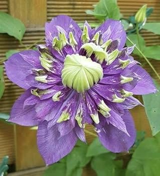 Clematis Clematis lampadina for Planting in Vertical Garden