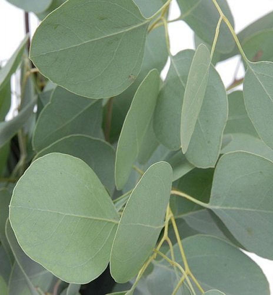 Silver Eucalyptus Plant Seeds for Decorative and Medicinal Gardens – Fresh Herb for Your Garden