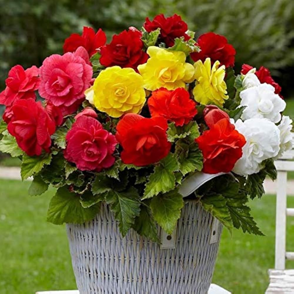 Begonia Mixed Colors Shade-Loving Flower Seeds for Garden