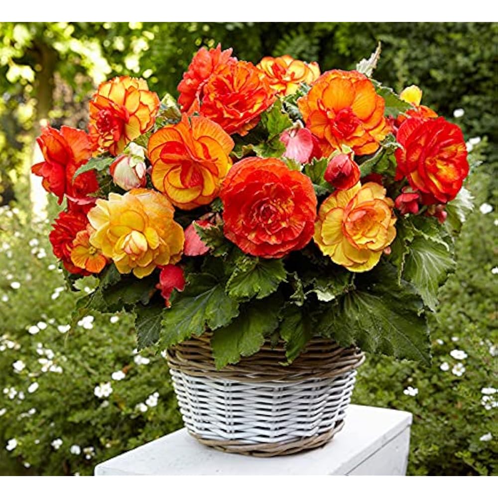 Saffron Sparkle Begonia Seeds or Seeds Flower Flower Seeds – Heirloom, Non-GMO, High Germination Organic Garden Seeds