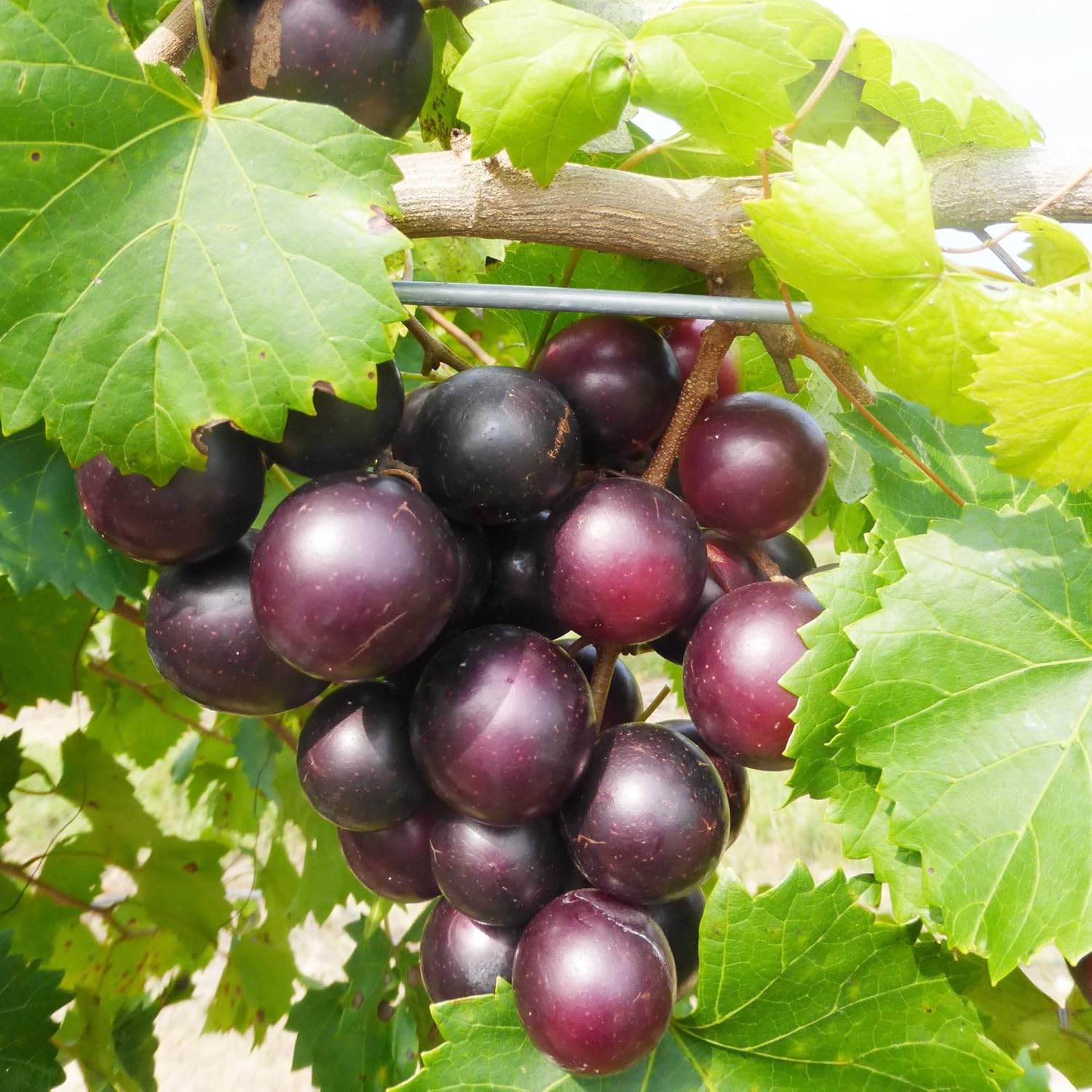 Muscadine Grape Fruit Seeds for Planting – Black Variety, Sweet Taste, Ideal for Home Garden