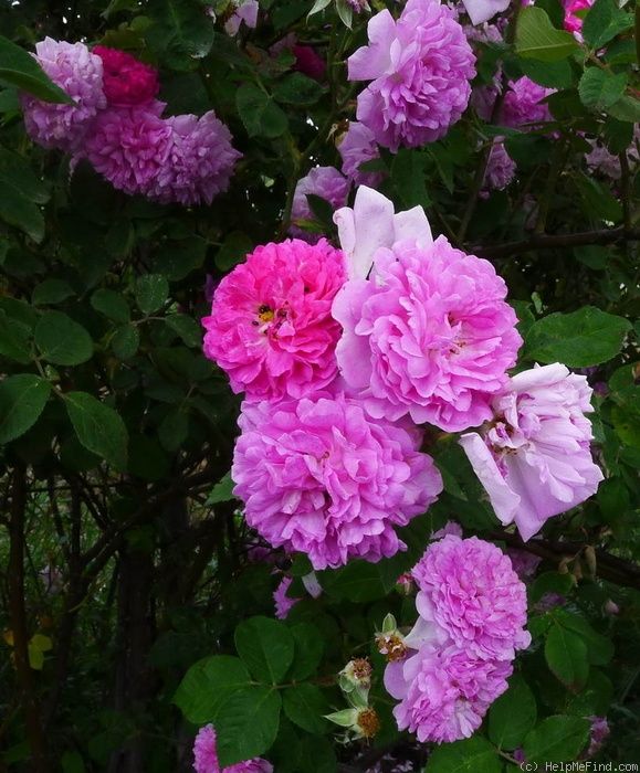 Rose Rosa multiflora Rattan climbing flower seeds for planting in vertical garden or trellis backyard areas
